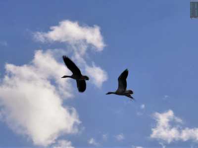 ...che, al richiamo di una terza compagna, si alzano volando in sincronia perfetta, compiendo incredibili acrobazie in cielo